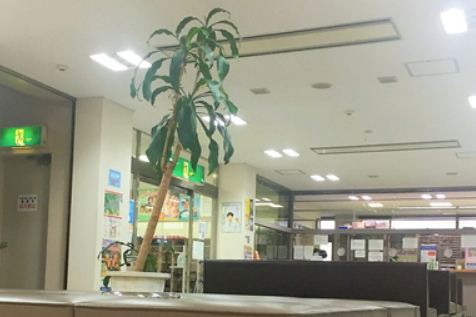 藤政病院