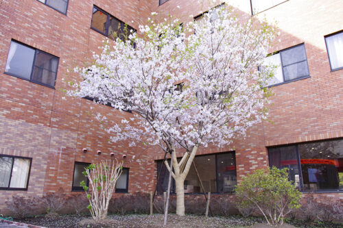 桜十字八代病院